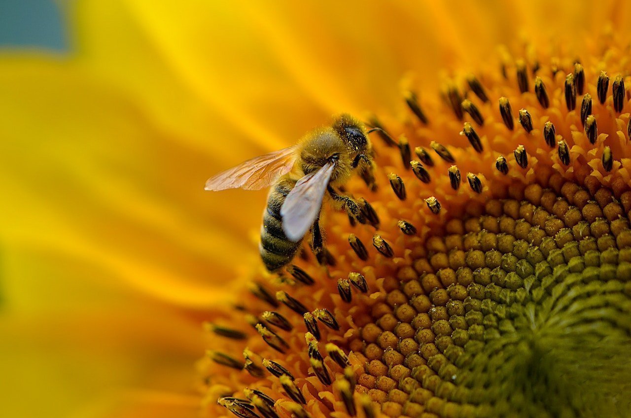 Pexels jiří mikoláš